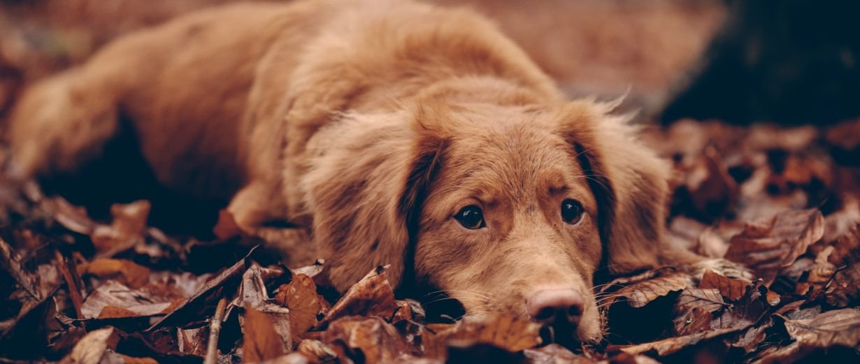 Erkältung beim Hund Sofort zum Tierarzt? RPR1.
